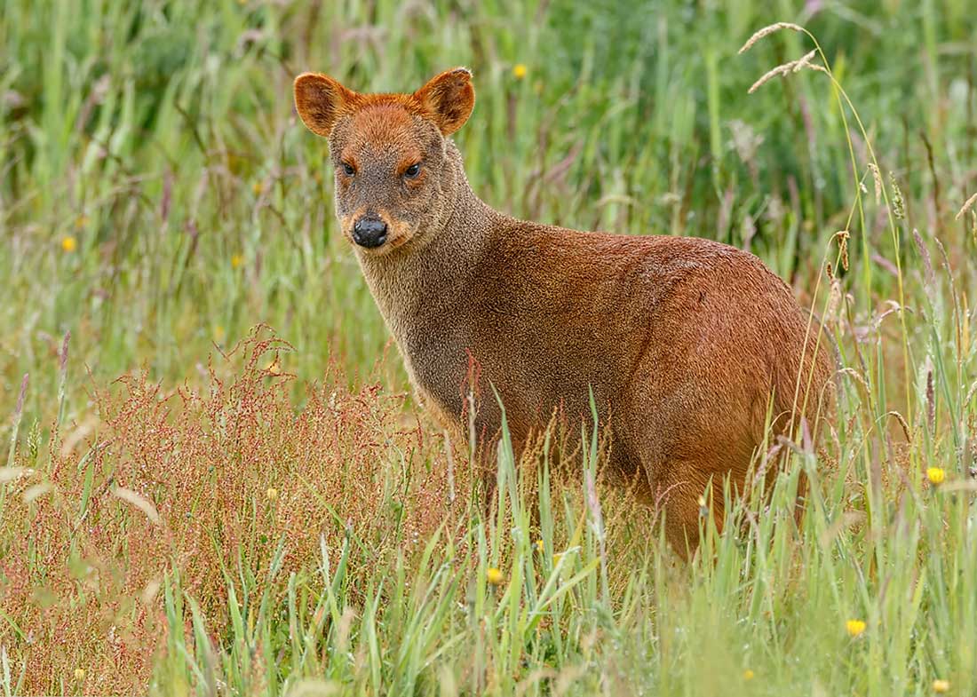 El Pudu, una de las especies que están en peligro de extinción en la zona del Parque Nahuel Huapi.