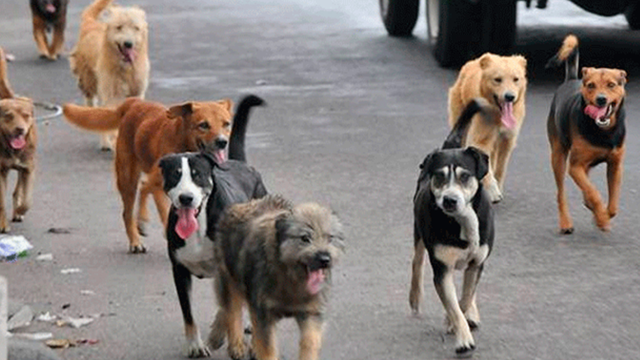 Perros sueltos: Denuncian que Zoonosis no realiza más castraciones por falta del veterinario municipal thumbnail