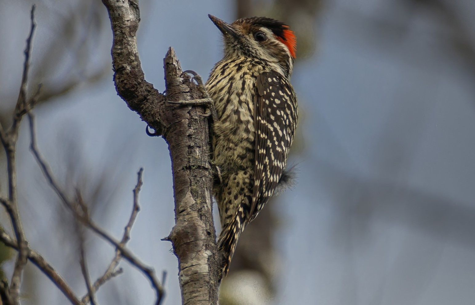 Observadores de Aves de Villa la Angostura invitan a una visita a la Cascada Santa Ana thumbnail