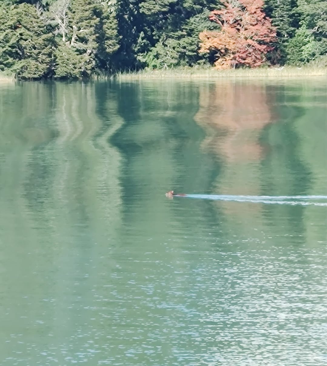 Mirá el video de este hermoso avistaje de un pudú hembra cruzando el lago thumbnail